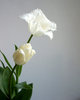 witte tulp 2