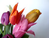 tulpen 2