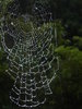 Spider web