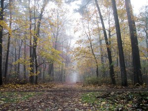 misty autumn walkway