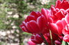 Rode tulpen in Lisse