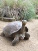Giant Tortoise