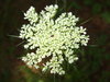 Queen  Annes Lace 2