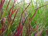 Japanese Blood Grass