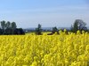 Canola Fields 2