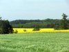 Canola Fields 6
