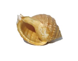 sea shell: 