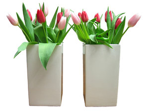 Tulips (Dutch Flowers): 
