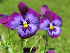 paarse viooltjes