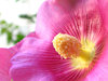 Hibiscus_ 1