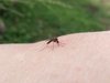 muggen voeden