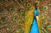 peacock close-up
