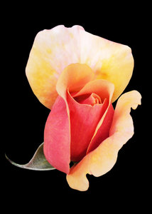 Roze Rosebud op zwart: 