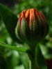 het openen van calendula bud