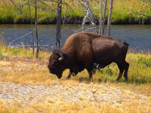 Bison - Yellowstone: 