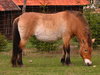 Een paard op het gras