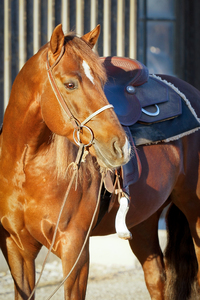 Quarter Horse ready to go: 