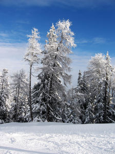 winter bomen: 