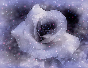 Starry Rose