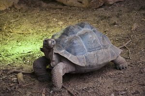 Reuze Schildpad