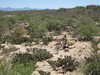 Arizona Desert