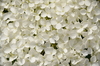 Witte hortensia 1