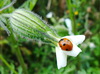 Lieveheersbeestje op witte bloem