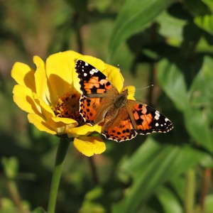 mijn tuin vlinder