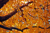 kersenboom in de herfst kleuren