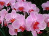 een orchidee in roze
