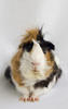:: Cavia 3:
