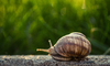 Snail
