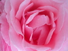 roze roos