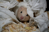 ziggy de hamster