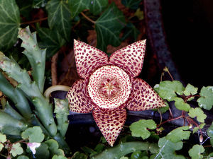 cactus ster flower2