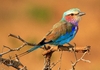 lilac-breasted roller