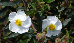 witte bloemen in een tuin