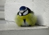 lieve kleine tomtit vogel