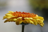 gerbera bloem