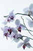 witte orchidee